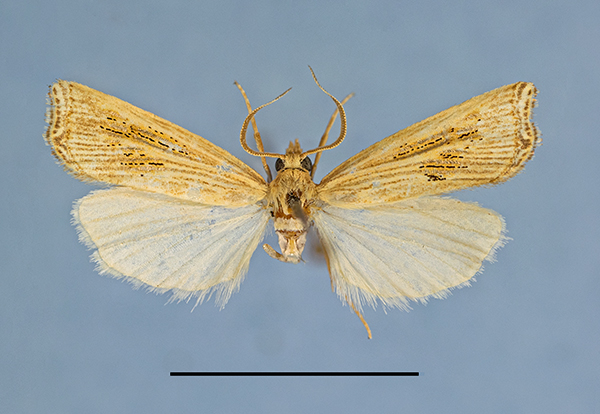 /filer/webapps/moths/media/images/S/sakania_PT1a.jpg