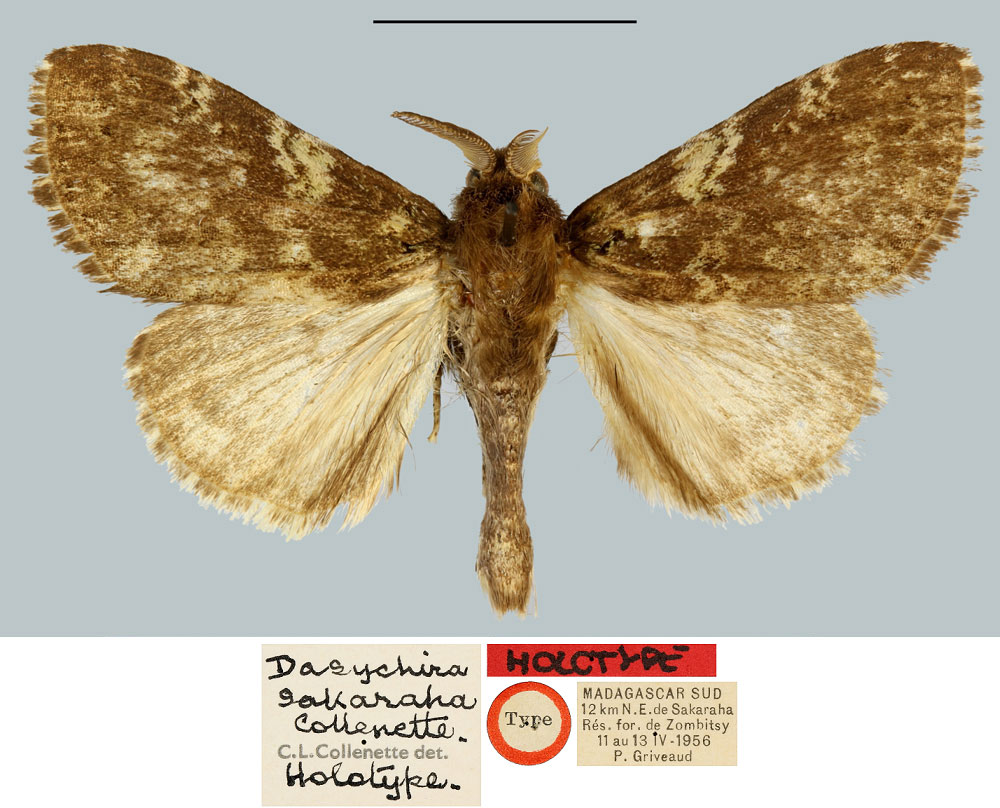 /filer/webapps/moths/media/images/S/sakaraha_Dasychira_HT_MNHN.jpg