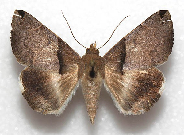 /filer/webapps/moths/media/images/S/sakaraha_Dysgonia_AF_MNHN.jpg