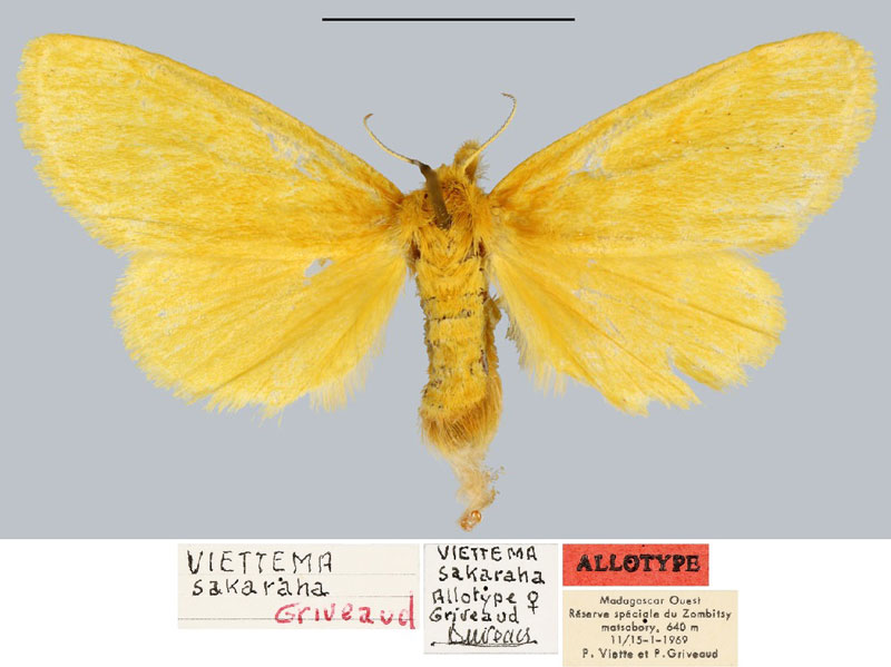 /filer/webapps/moths/media/images/S/sakaraha_Viettema_AT_MNHN.jpg