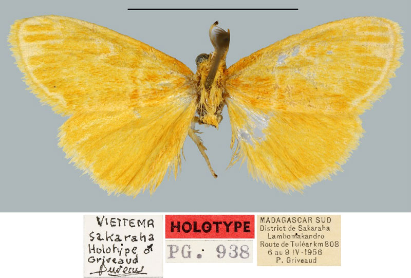 /filer/webapps/moths/media/images/S/sakaraha_Viettema_HT_MNHN.jpg