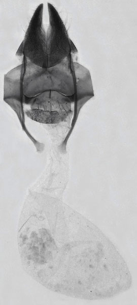 /filer/webapps/moths/media/images/S/salama_Sesamia_GFHT_MNHN_281.jpg