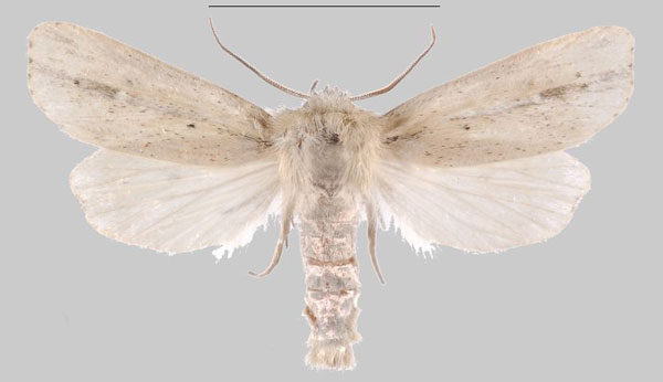 /filer/webapps/moths/media/images/S/salama_Sesamia_PTM_MNHNa.jpg