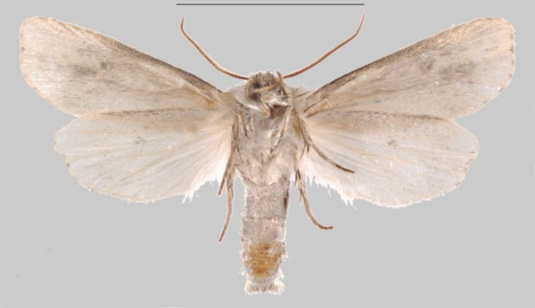 /filer/webapps/moths/media/images/S/salama_Sesamia_PTM_MNHNb.jpg