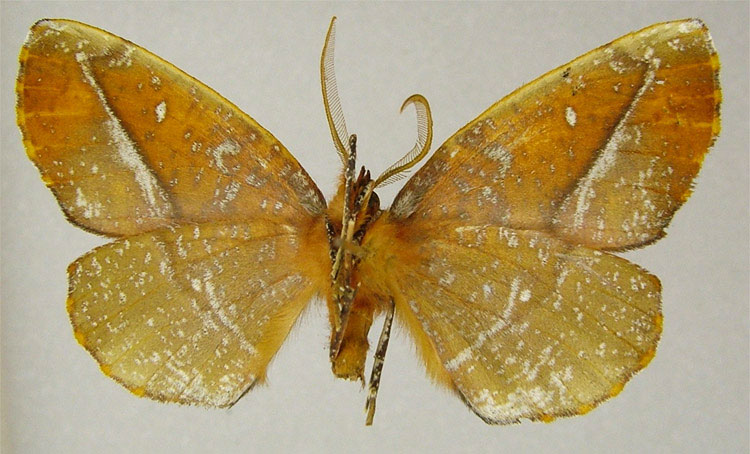 /filer/webapps/moths/media/images/S/salamandra_Drepanogynis_PTM_ZSMb.jpg