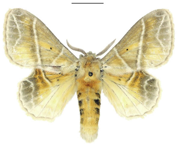 /filer/webapps/moths/media/images/S/salammbo_Eucraera_AF_ANHRT.jpg