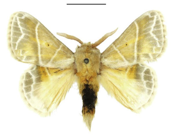 /filer/webapps/moths/media/images/S/salammbo_Eucraera_AM_ANHRT.jpg