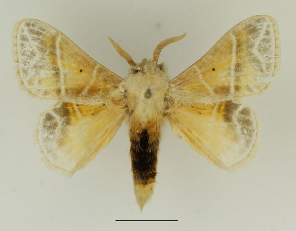 /filer/webapps/moths/media/images/S/salammbo_Eucraera_AM_Basquin_01.jpg