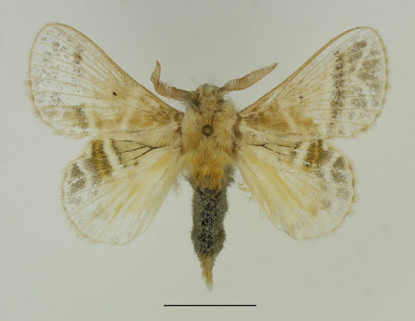/filer/webapps/moths/media/images/S/salammbo_Eucraera_AM_Basquin_02.jpg