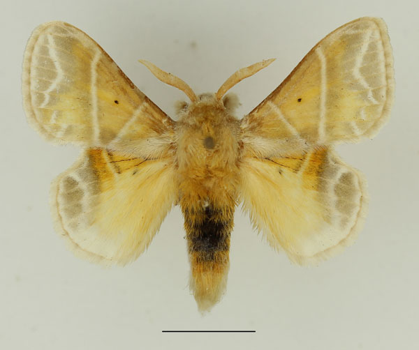 /filer/webapps/moths/media/images/S/salammbo_Eucraera_AM_Basquin_03.jpg