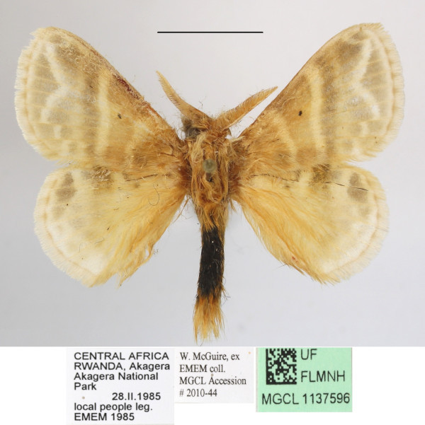 /filer/webapps/moths/media/images/S/salammbo_Eucraera_AM_MGCLa_01.JPG