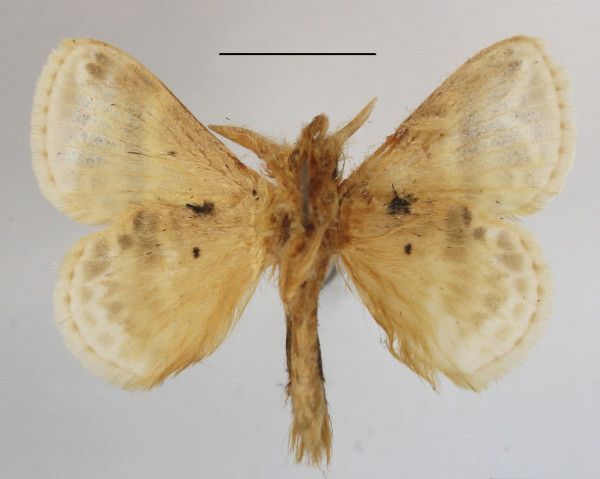 /filer/webapps/moths/media/images/S/salammbo_Eucraera_AM_MGCLb_01.JPG