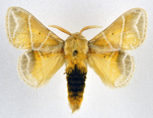 /filer/webapps/moths/media/images/S/salammbo_Eucraera_AM_NHMO_02.jpg