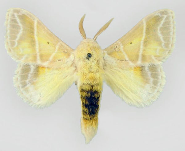 /filer/webapps/moths/media/images/S/salammbo_Eucraera_AM_RMCA.jpg