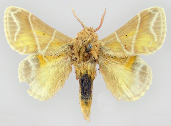 /filer/webapps/moths/media/images/S/salammbo_Eucraera_LT_MNHN.jpg