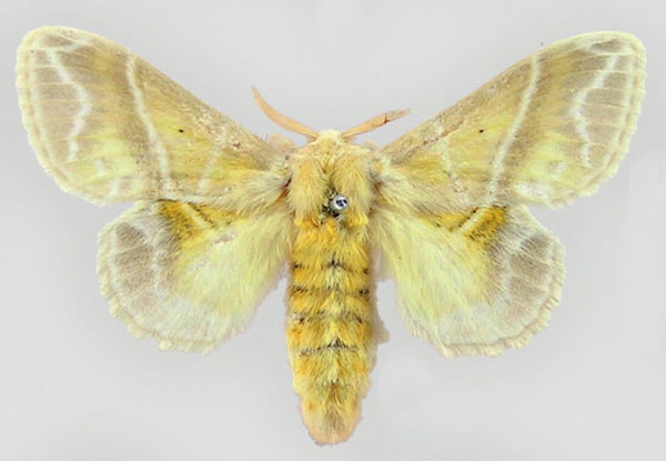 /filer/webapps/moths/media/images/S/salammbo_Eucraera_PLT_MNHN.jpg