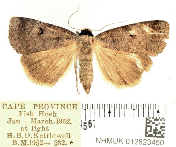 /filer/webapps/moths/media/images/S/salax_Lygephila_AF_BMNH.jpg