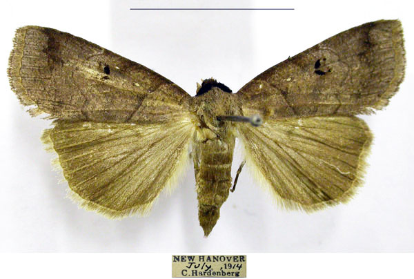 /filer/webapps/moths/media/images/S/salax_Lygephila_AF_TMSA.jpg