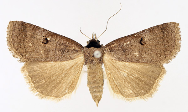 /filer/webapps/moths/media/images/S/salax_Lygephila_AF_TMSA_01.jpg