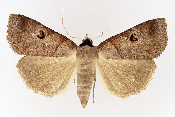 /filer/webapps/moths/media/images/S/salax_Lygephila_AF_TMSA_02.jpg