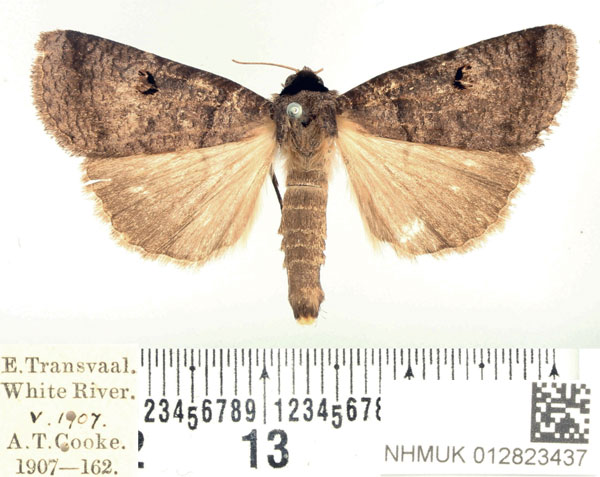 /filer/webapps/moths/media/images/S/salax_Lygephila_AM_BMNH.jpg