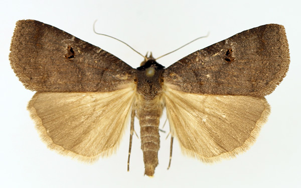 /filer/webapps/moths/media/images/S/salax_Lygephila_AM_TMSA_01.jpg