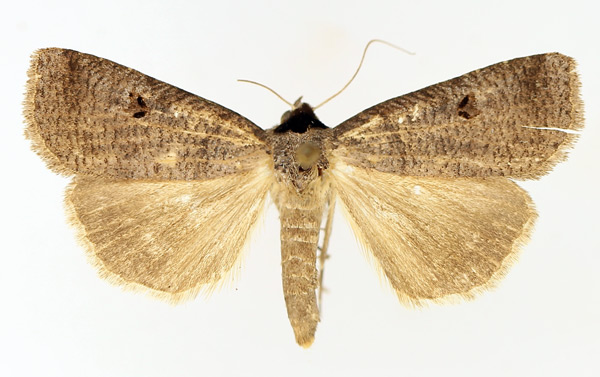 /filer/webapps/moths/media/images/S/salax_Lygephila_AM_TMSA_02.jpg