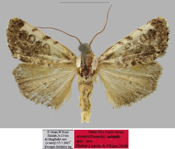 /filer/webapps/moths/media/images/S/saldaitis_Acontia_PTM_RBINSa.jpg