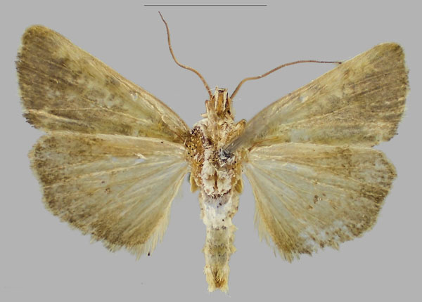 /filer/webapps/moths/media/images/S/saldaitis_Acontia_PTM_RBINSb.jpg