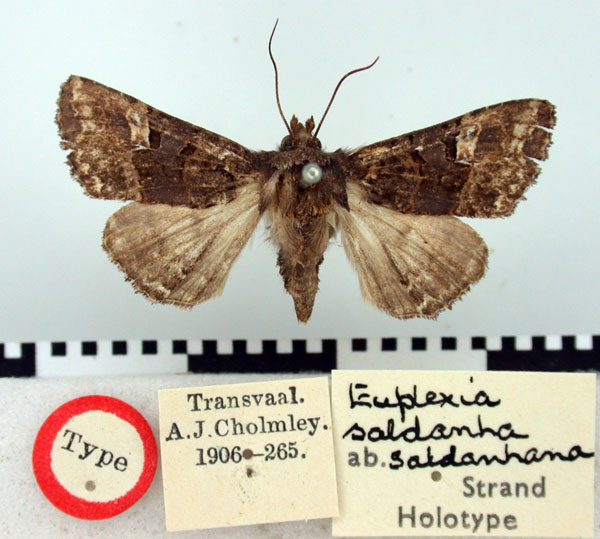 /filer/webapps/moths/media/images/S/saldanhana_Euplexia_HT_BMNH.jpg