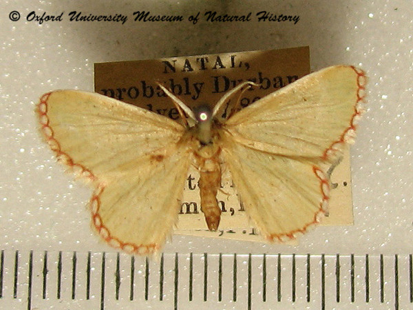 /filer/webapps/moths/media/images/S/saliata_Allochrostes_A_OUMNH.jpg