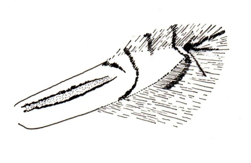 /filer/webapps/moths/media/images/S/saligna_Phyllocnistis_A_Triberti-etal_2024_36.jpg