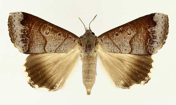 /filer/webapps/moths/media/images/S/salita_Ophiusa_AF_TMSA_01.jpg
