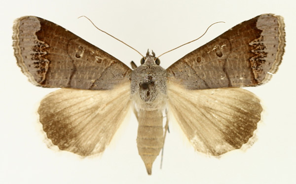 /filer/webapps/moths/media/images/S/salita_Ophiusa_AF_TMSA_02.jpg