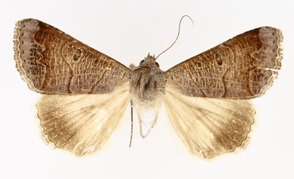 /filer/webapps/moths/media/images/S/salita_Ophiusa_AM_TMSA_02.jpg