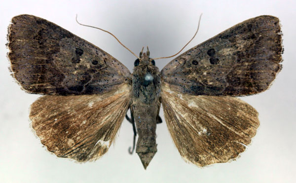 /filer/webapps/moths/media/images/S/salita_Ophiusa_A_RMCA.jpg