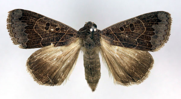 /filer/webapps/moths/media/images/S/salita_Ophiusa_A_RMCA_02.jpg