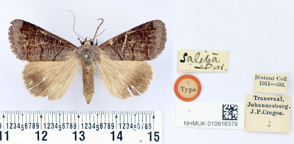 /filer/webapps/moths/media/images/S/salita_Ophiusa_HT_BMNH.jpg
