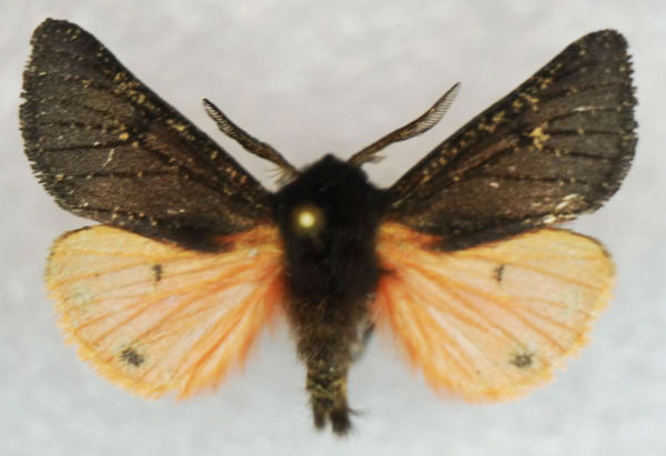 /filer/webapps/moths/media/images/S/salmo_Pseudophragmatobia_AM_Stroehle_01.jpg