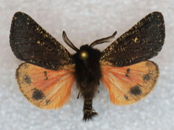 /filer/webapps/moths/media/images/S/salmo_Pseudophragmatobia_AM_Stroehle_02.jpg