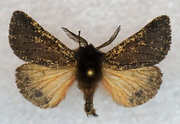 /filer/webapps/moths/media/images/S/salmo_Pseudophragmatobia_AM_Stroehle_03.jpg