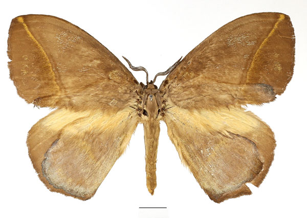 /filer/webapps/moths/media/images/S/salmonea_Acrojana_AF_Basquin.jpg