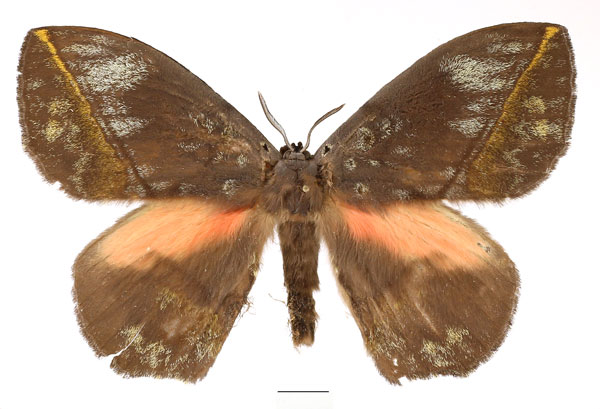 /filer/webapps/moths/media/images/S/salmonea_Acrojana_AM_Basquin_01.jpg