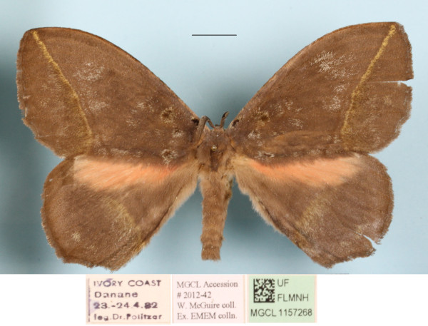 /filer/webapps/moths/media/images/S/salmonea_Acrojana_A_MGCLa_02.JPG