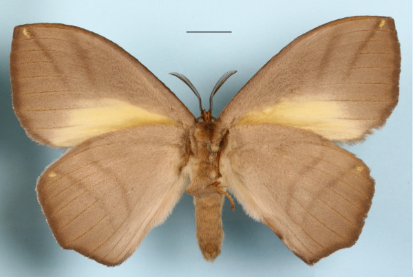 /filer/webapps/moths/media/images/S/salmonea_Acrojana_A_MGCLb_01.JPG
