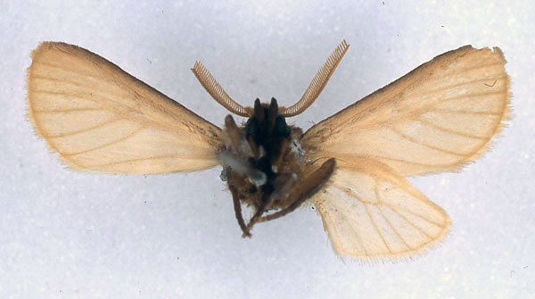 /filer/webapps/moths/media/images/S/salmonea_Metarctia_HT_BMNH_02.jpg