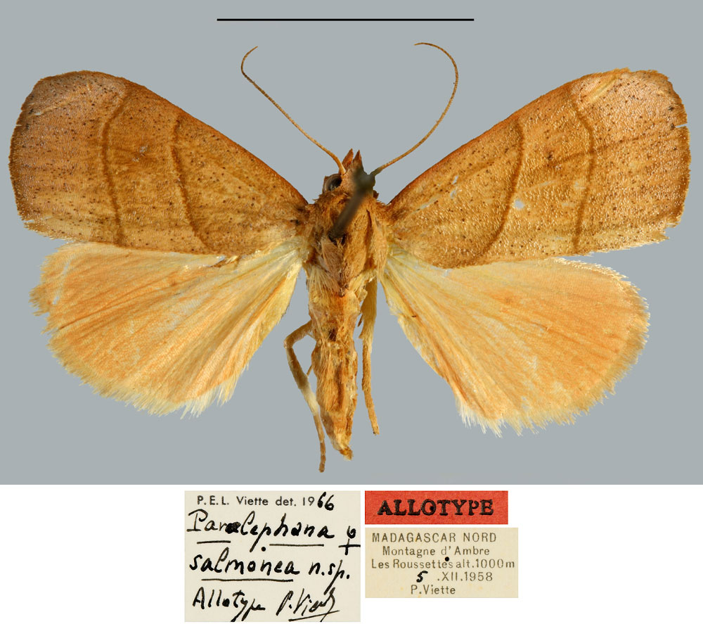 /filer/webapps/moths/media/images/S/salmonea_Paralephana_AT_MNHN.jpg