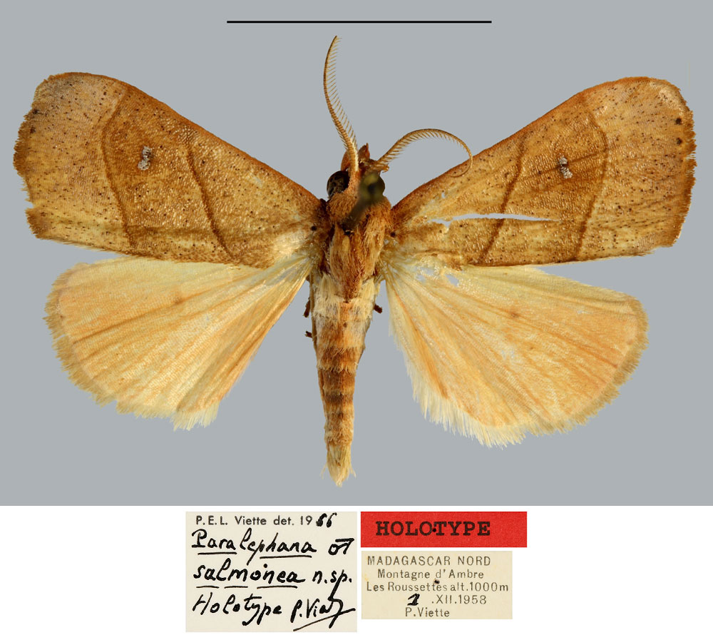 /filer/webapps/moths/media/images/S/salmonea_Paralephana_HT_MNHN.jpg