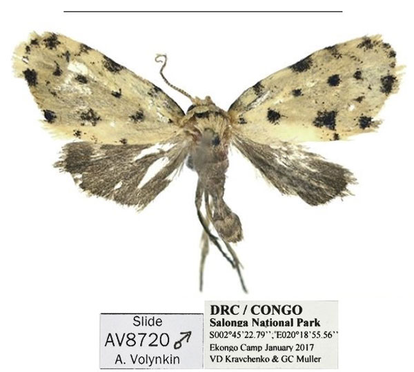 /filer/webapps/moths/media/images/S/salonga_Siccia_HT_Mueller.jpg