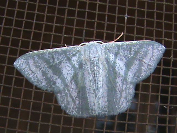 /filer/webapps/moths/media/images/S/salsa_Xenochroma_A_Guyonnet.jpg